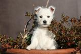 WESTIE 329
